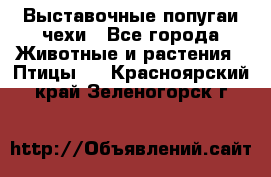 Выставочные попугаи чехи - Все города Животные и растения » Птицы   . Красноярский край,Зеленогорск г.